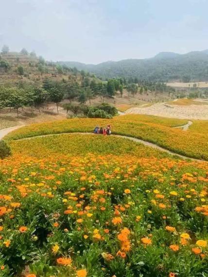 玉溪滇中植物园花海图片