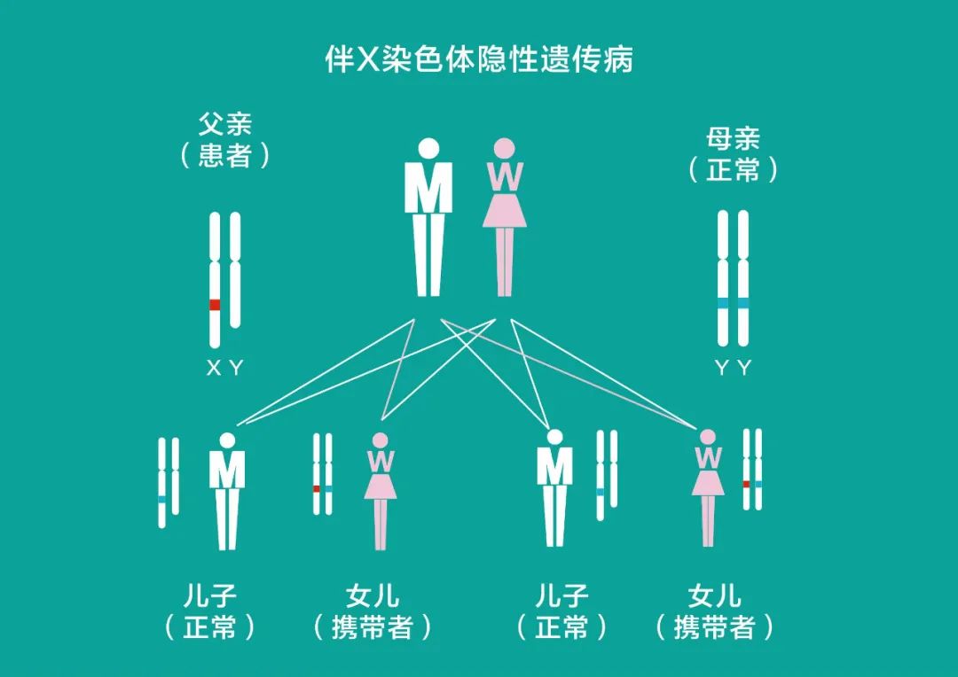 血友病遗传图谱图片