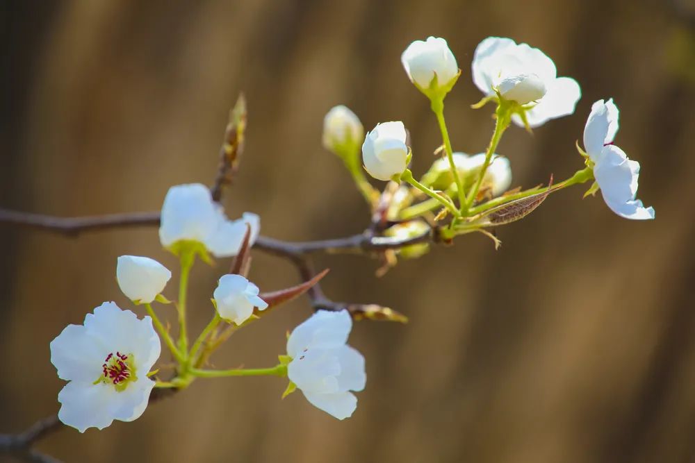 顧家善一樹樹的梨花開得正絢爛柳色黃金嫩,梨花白雪香點擊圖片,一起