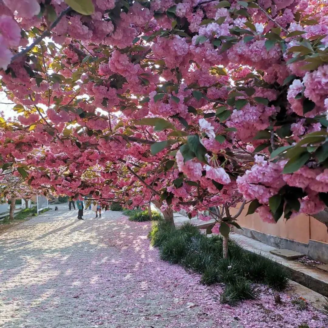 鲜美四季莱阳濯村樱花节来了邀您赴一场春暖花开的浪漫之约