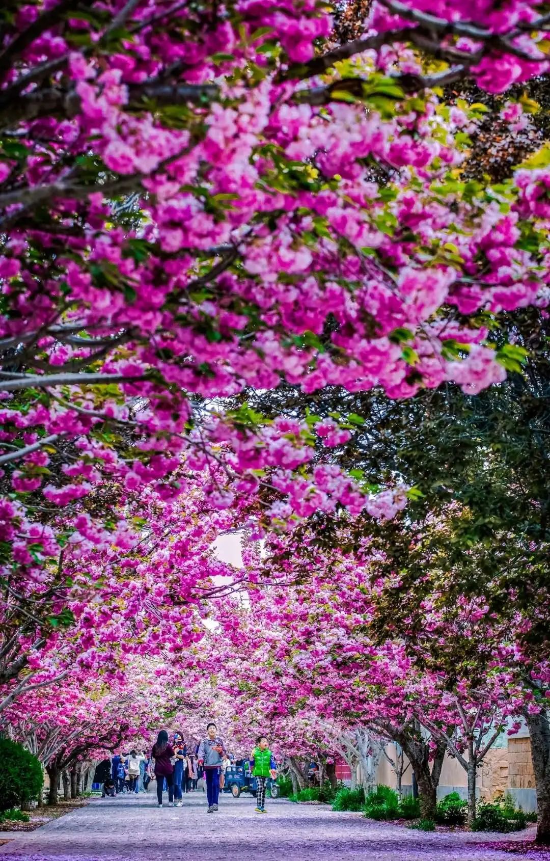 鲜美四季莱阳濯村樱花节来了邀您赴一场春暖花开的浪漫之约