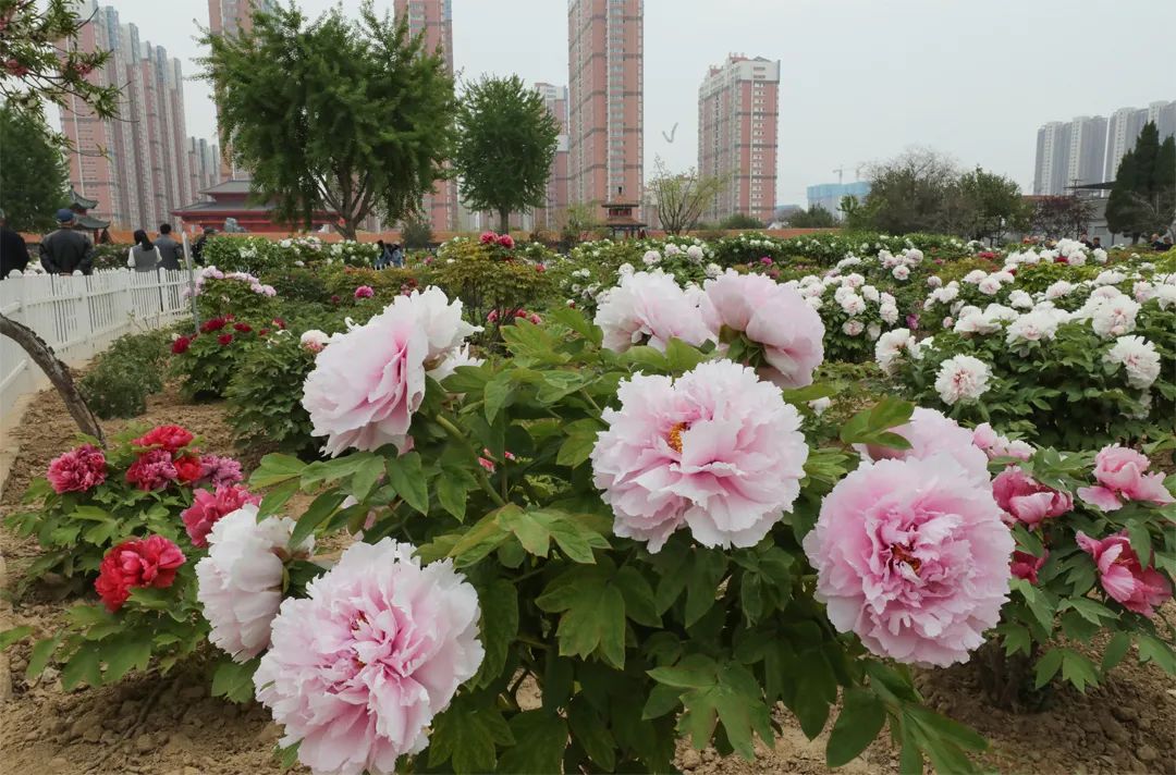 花香四溢牡丹次第開放,已進入盛花期菏澤各大牡丹園內百花競芳菲,國色