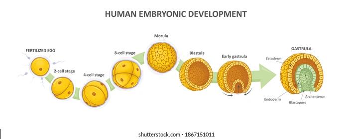 囊胚原肠胚结构图图片