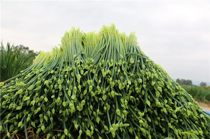 东乡镇江村好一朵致富的韭菜花