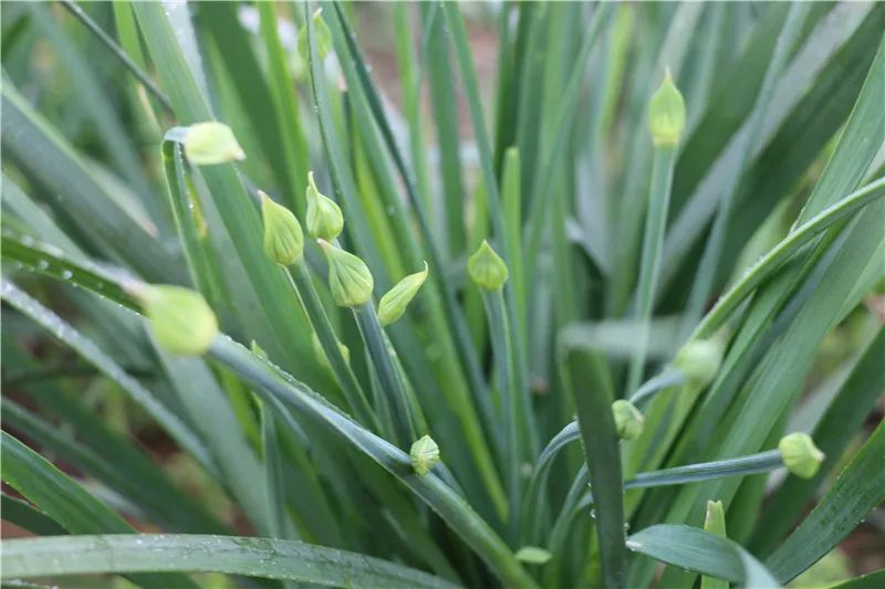 东乡镇江村好一朵致富的韭菜花