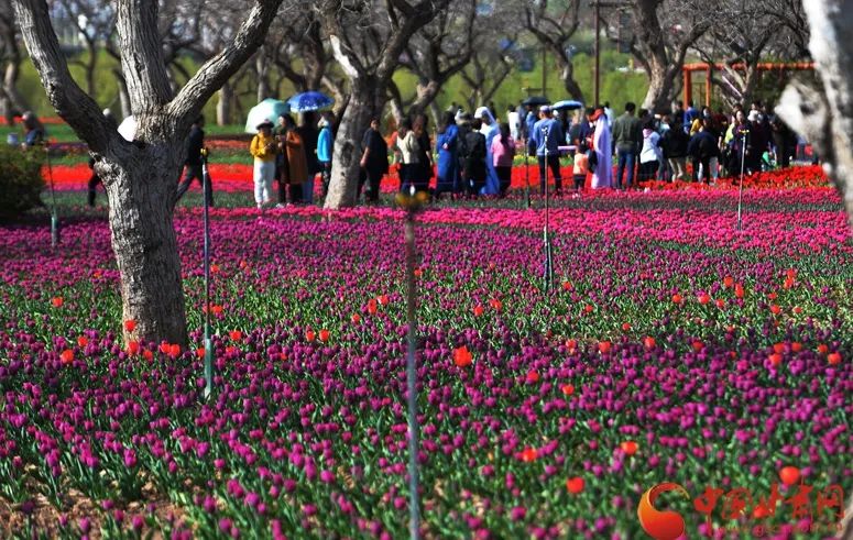 劉家峽鬱金香花開惹人醉