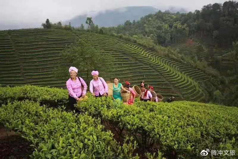 第六届高黎贡山(线上)茶文化节开启,参与抖音挑战赛探神秘高黎贡山