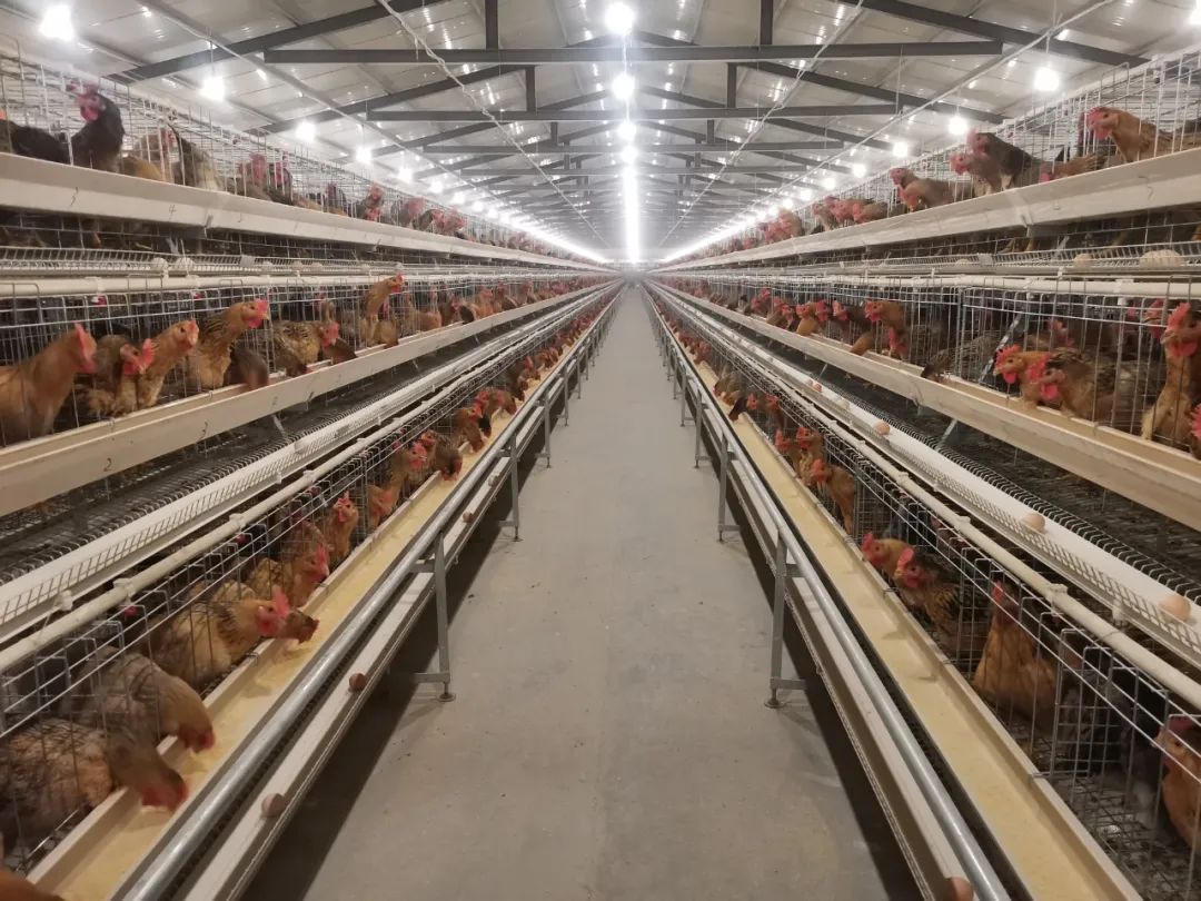 木凯淖尔土鸡种源基地是全市第一家父母代种鸡场