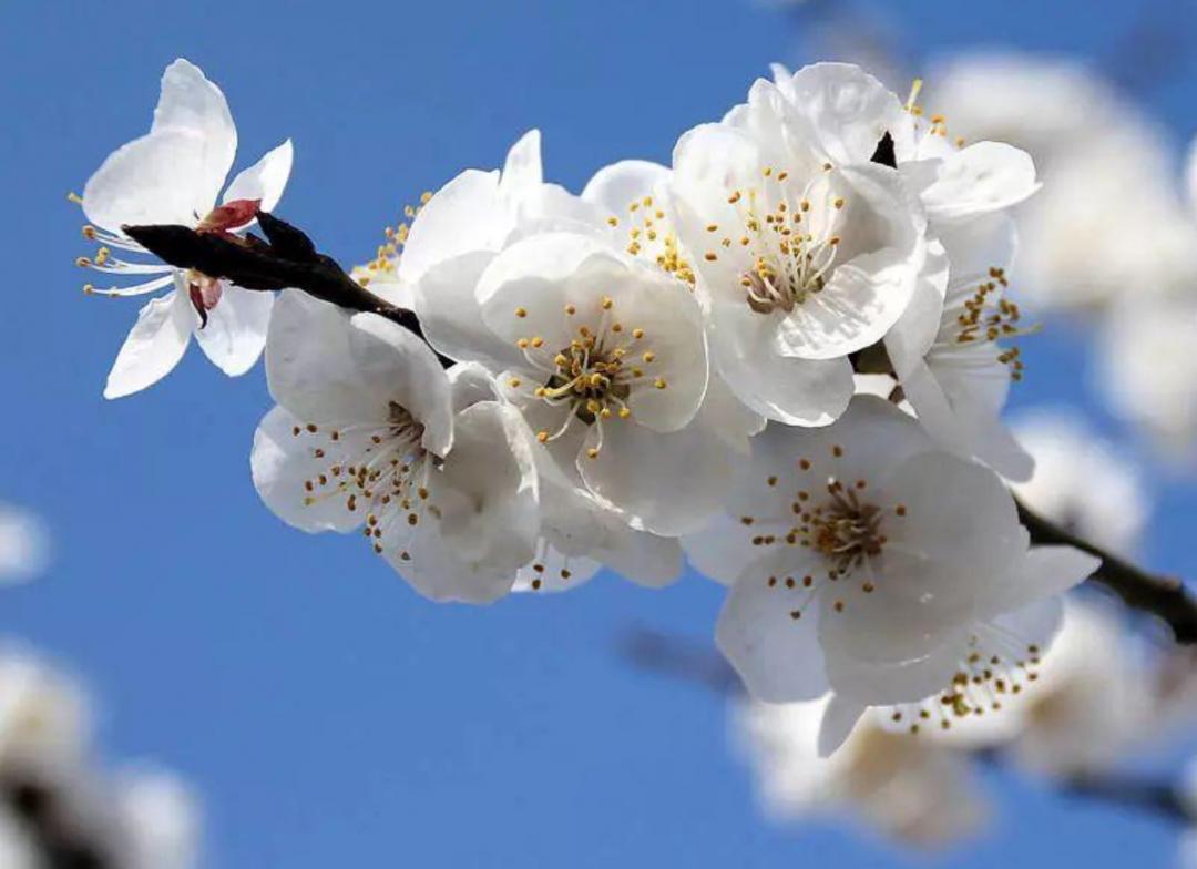 北京人最适合踏青看杏花的地方都在这里