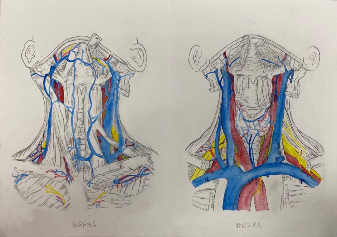医学与美学的碰撞不会画器官的医学生不是好艺术家