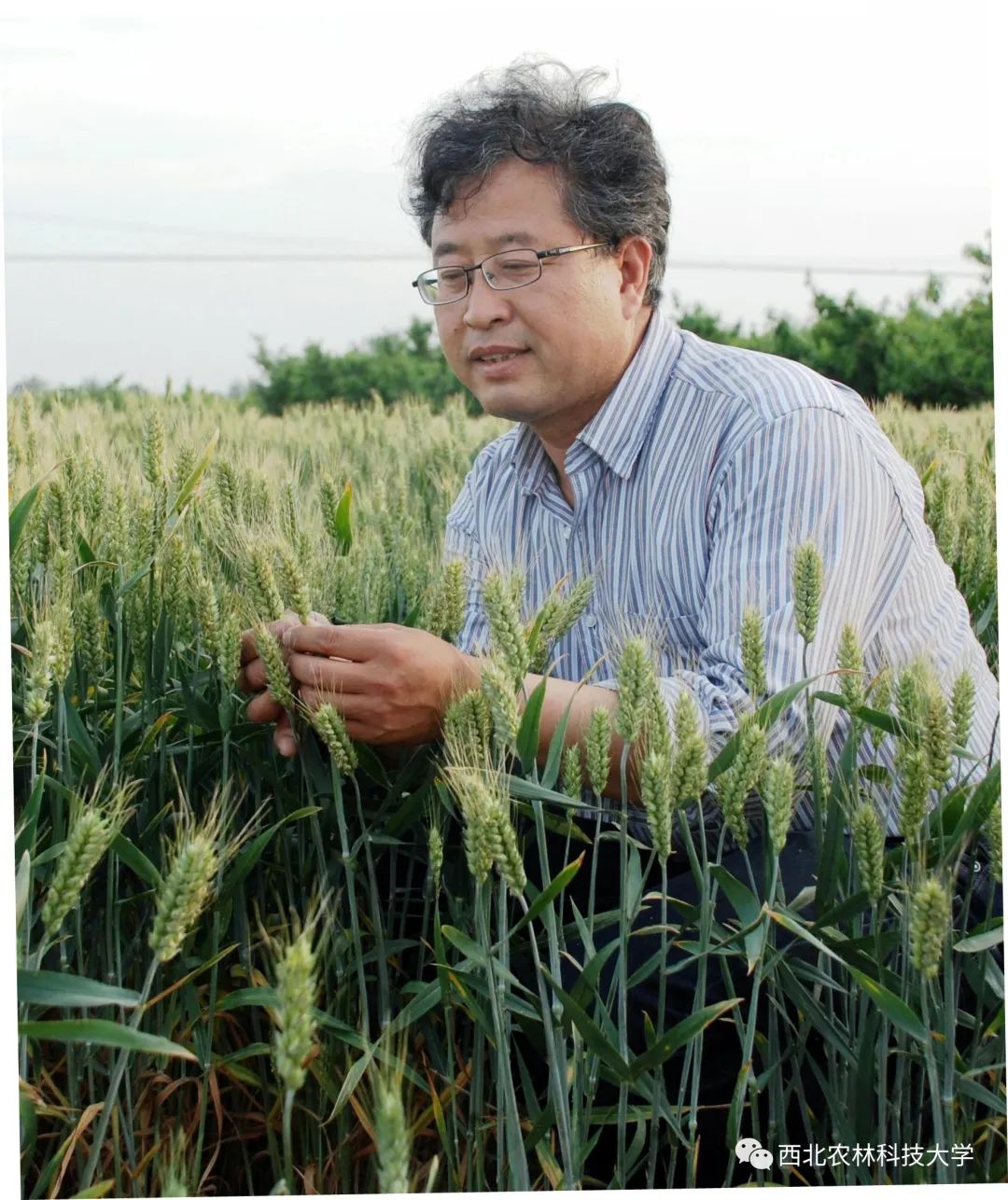 西农黑大穗"巧克力馒头"免费品尝!