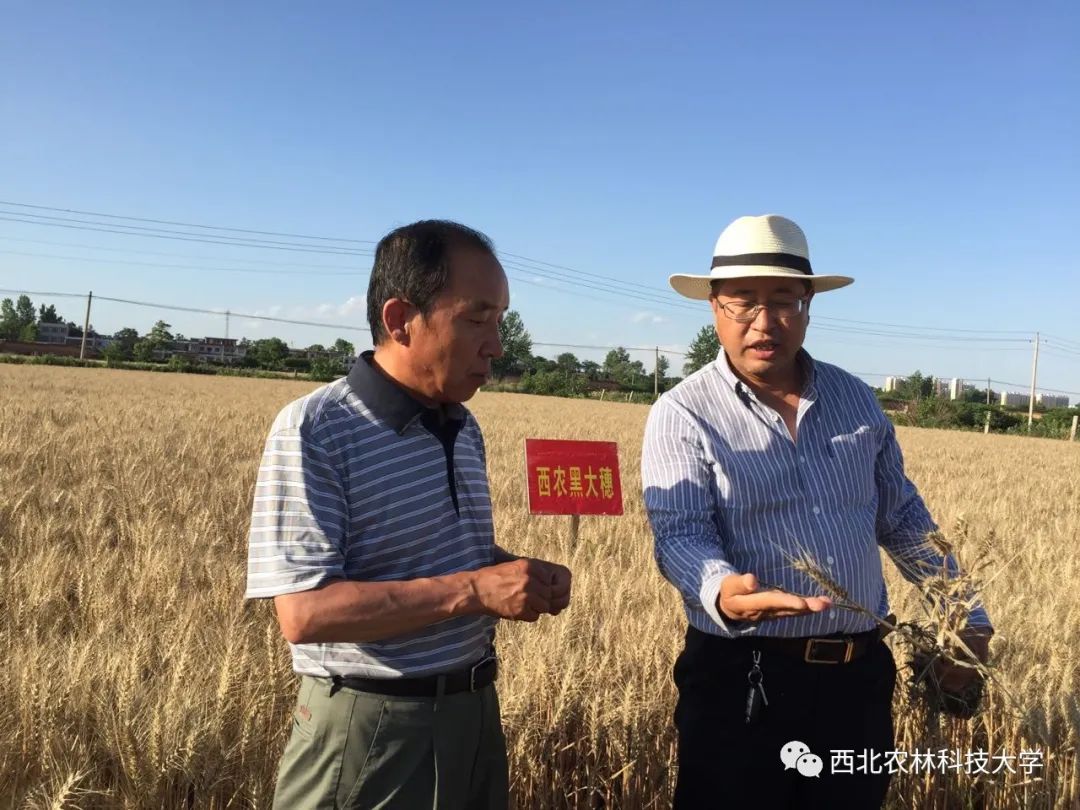 西农黑大穗"巧克力馒头"免费品尝!