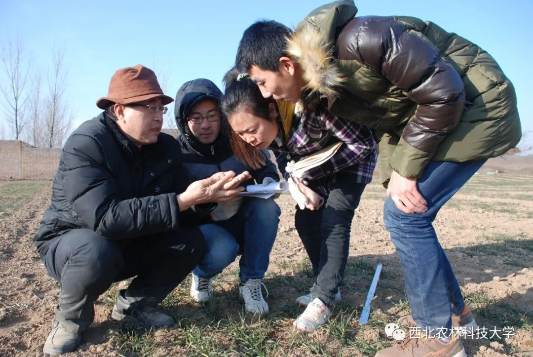 西农黑大穗"巧克力馒头"免费品尝!