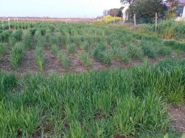 奉賢鹽鹼地上種大麥為糧食安全貢獻上海科創力量