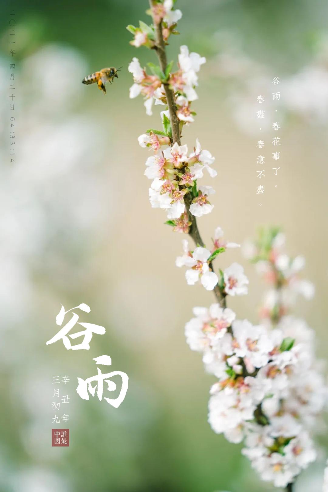 三月初九今年的谷雨时间是岁月匆匆与春别草色青青柳色黄2021-04-20