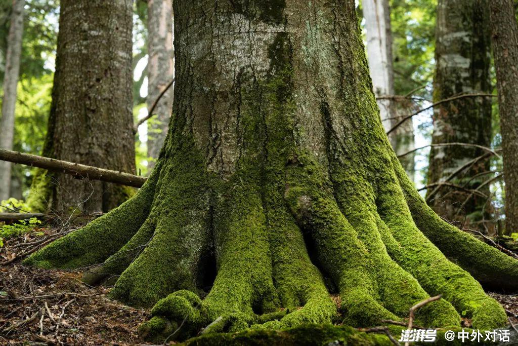 上一个冰河时代结束时,山毛榉森林 (beech forests)曾遍布整个欧洲.