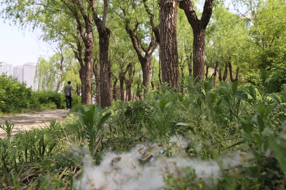 时至四月,又到了杨柳飘絮的季节.