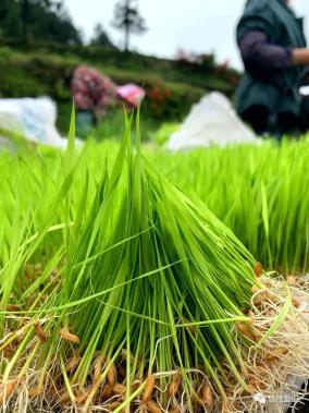 黔东南人你家的农田点上秧了吗