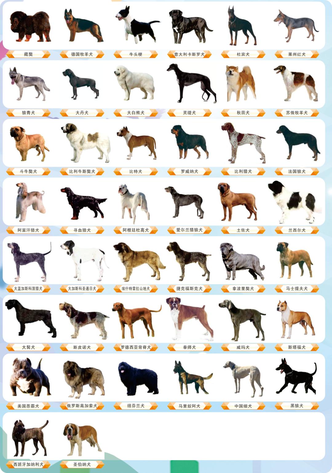 小型烈性犬名单图片