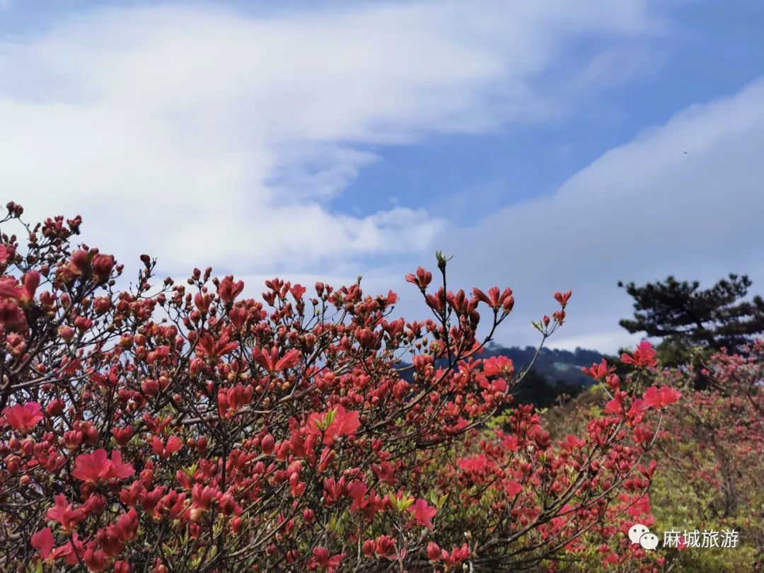 杜鹃花花期预报