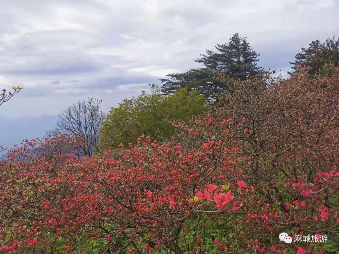 最新龜峰山杜鵑花海