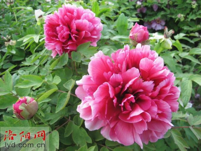 我市6家单位培育的35个牡丹新品种通过有关专家鉴定,涉及