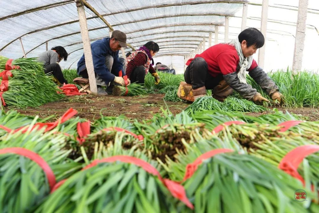 韭菜小拱棚建造示意图图片