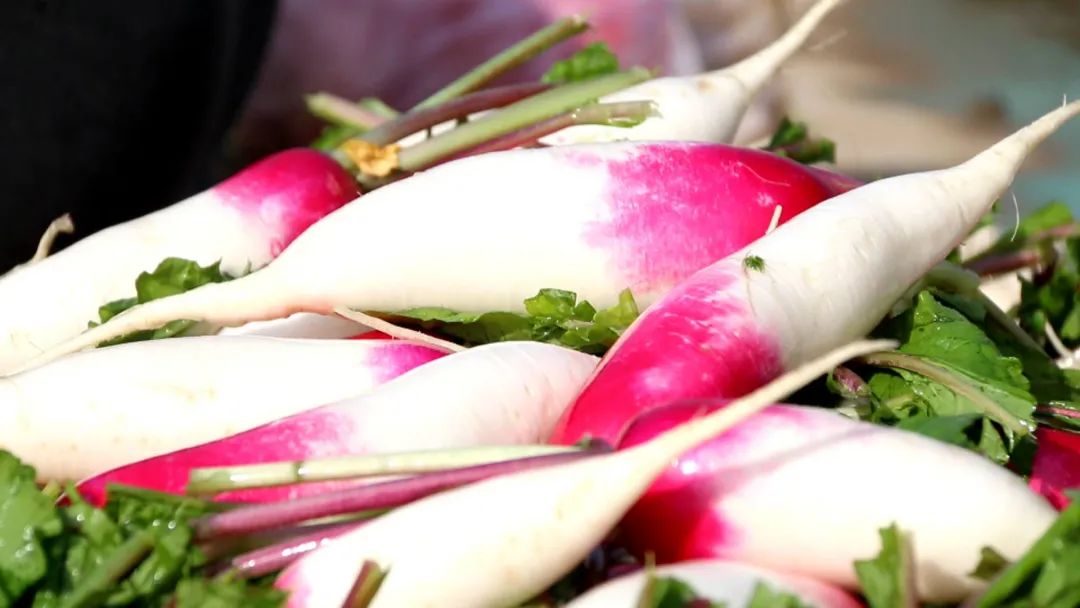 说起辛店镇石郭家村的花樱萝卜,人们都会竖起大拇指,当地人还给 "她"