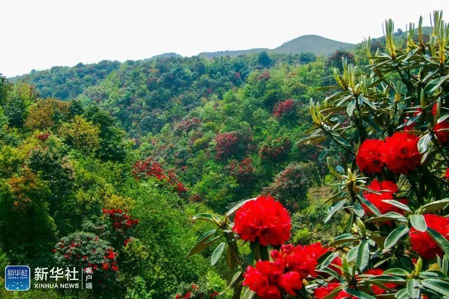 当季贵州赫章松林坡乡杜鹃花开引客来