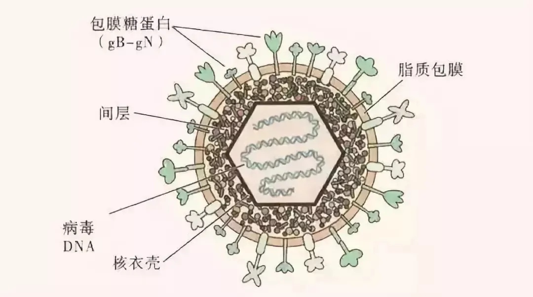水痘病毒结构图片