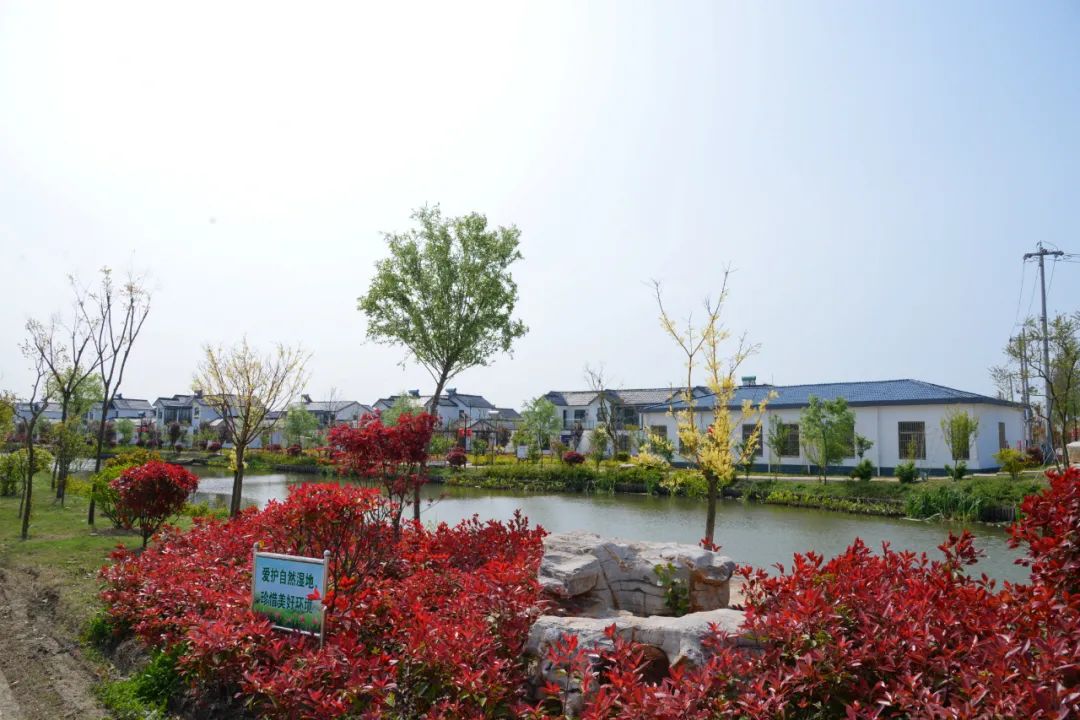 绿染的建湖:风景这边独好