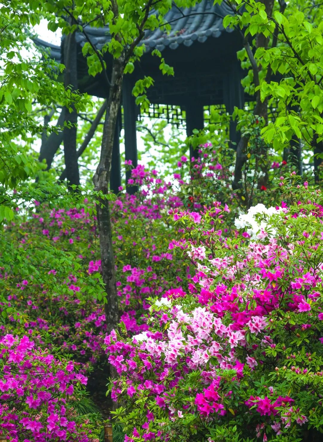 感受杜鹃的富丽妖娆吧~快来上海植物园杜鹃园在这个美丽的四月一路山
