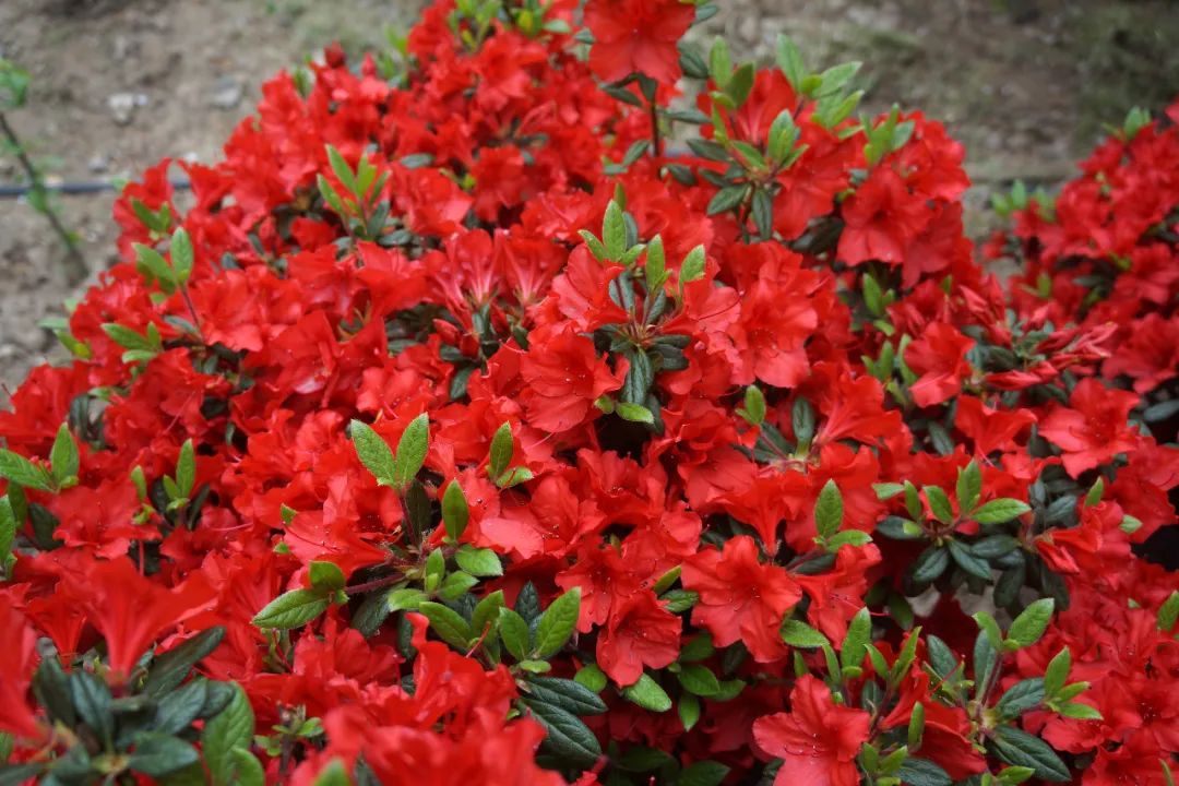 上海国际花展丨新优品种杜鹃花构成主会场靓丽风景线