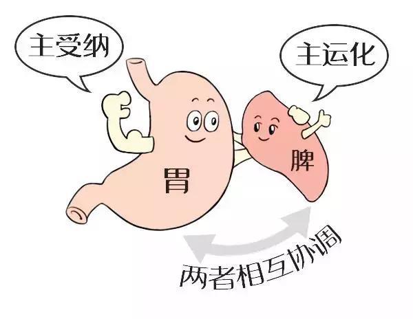 从脾脏的器官角度来看,它是人体的"后备血库",假如身体突然陷入失血的