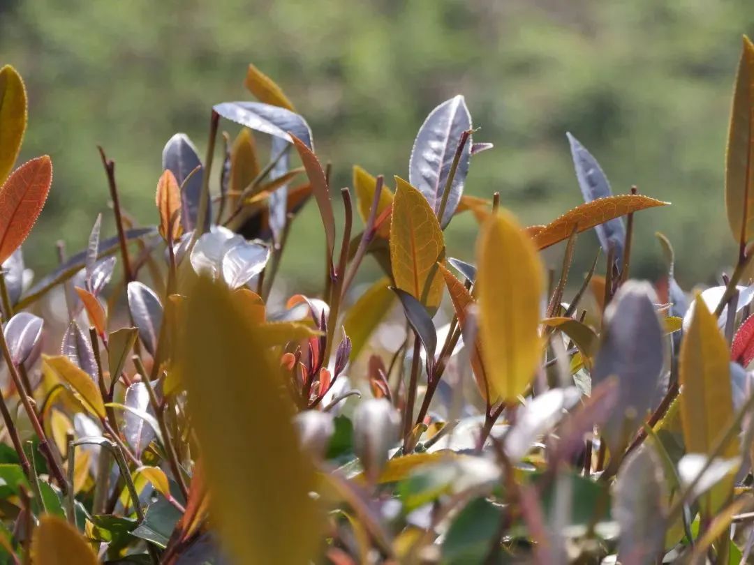 茶中珍品河口高山紫娟茶进入最佳采摘期