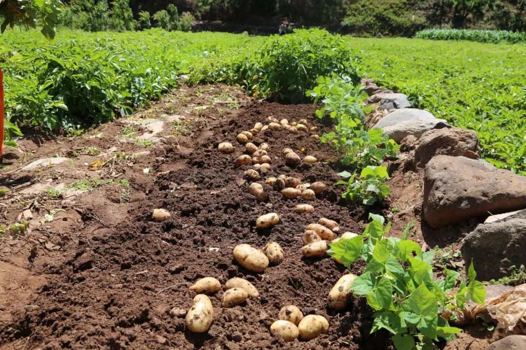 【走向乡村振兴】岔河镇:早熟马铃薯丰收上市