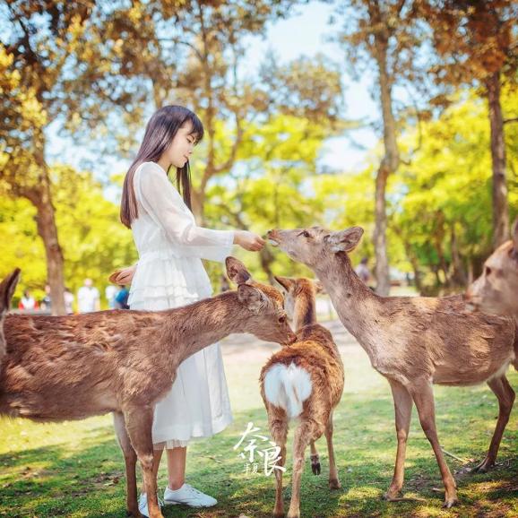 2021南阳首个鹿岛公园4月28日开业门票免费送送送