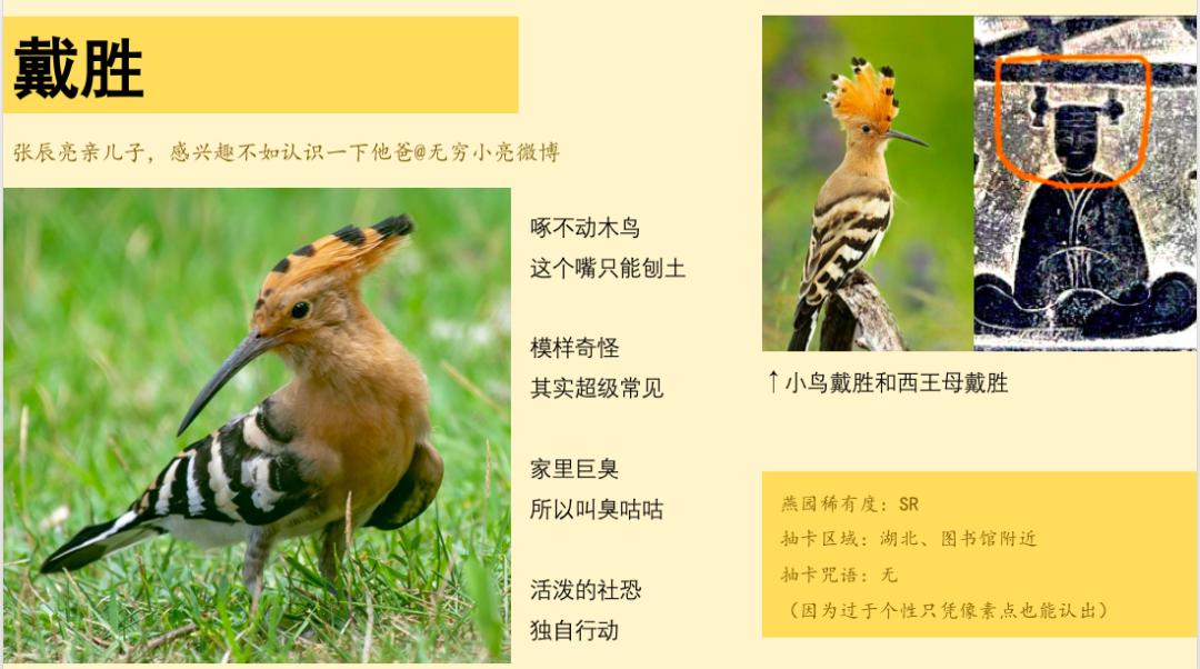 按理说,冬天的园子里见不到戴胜,但每年都有那么些硬派小鸟会留在北京