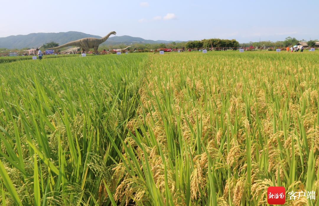 516个新品种水稻三亚水稻公园上演水稻秀