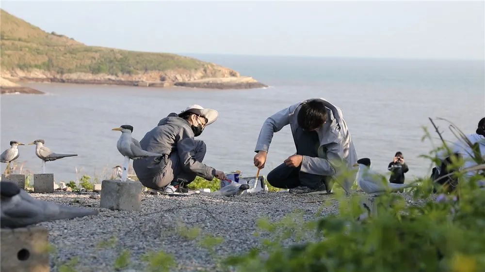 韭山列岛新一轮"神话之鸟"招引保育启动!驻岛首日,2只"先头部队"落地
