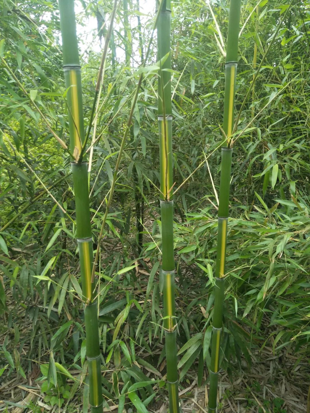 聚焦世园丨盘点扬州世园会国际竹藤组织园绿化用竹