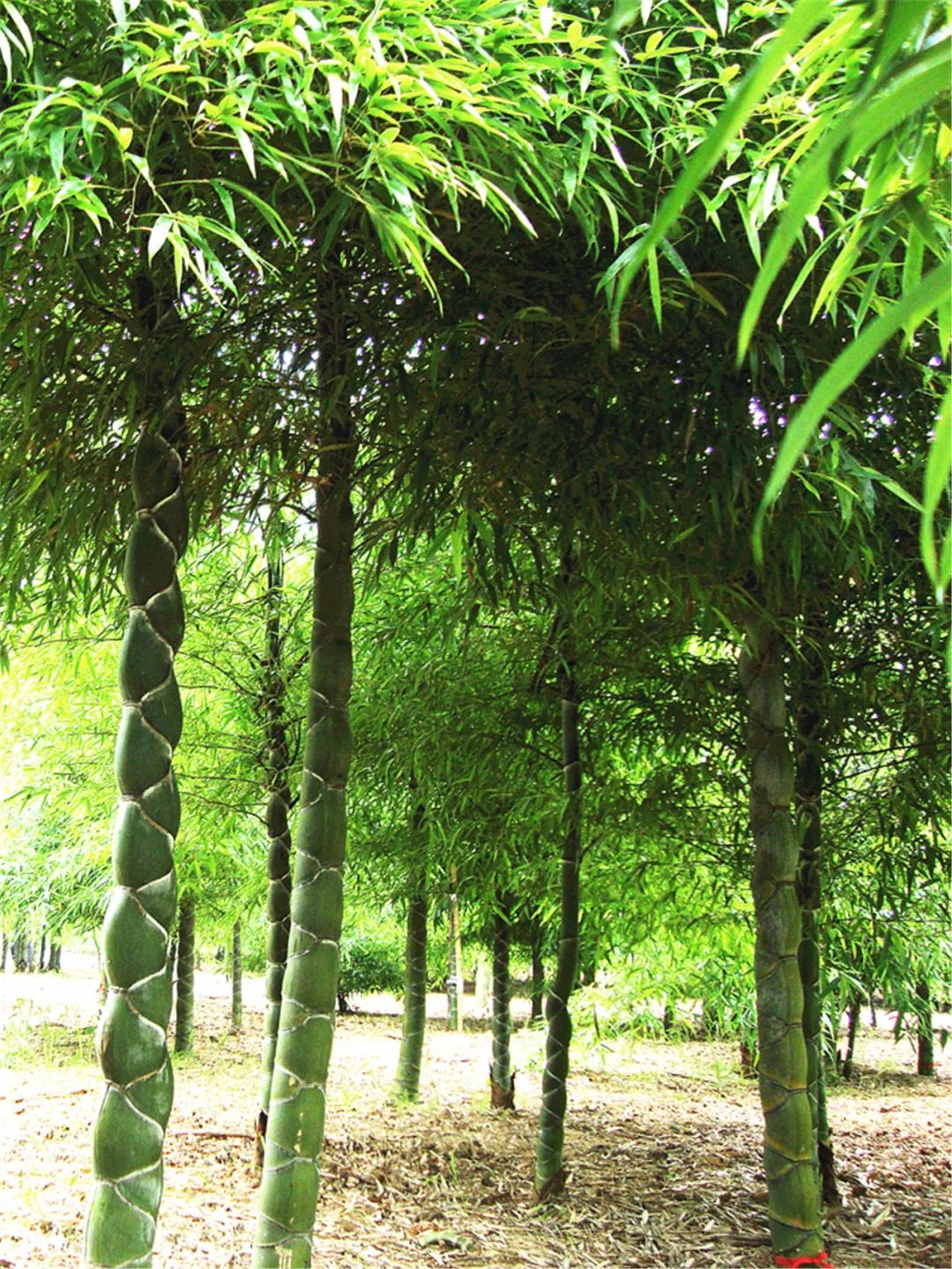 聚焦世园丨盘点扬州世园会国际竹藤组织园绿化用竹