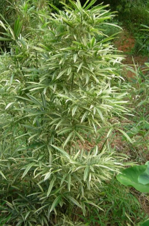 聚焦世园丨盘点扬州世园会国际竹藤组织园绿化用竹