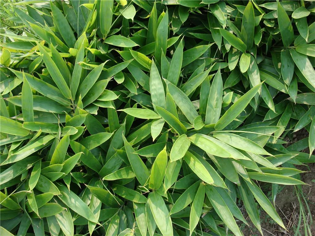 聚焦世园丨盘点扬州世园会国际竹藤组织园绿化用竹