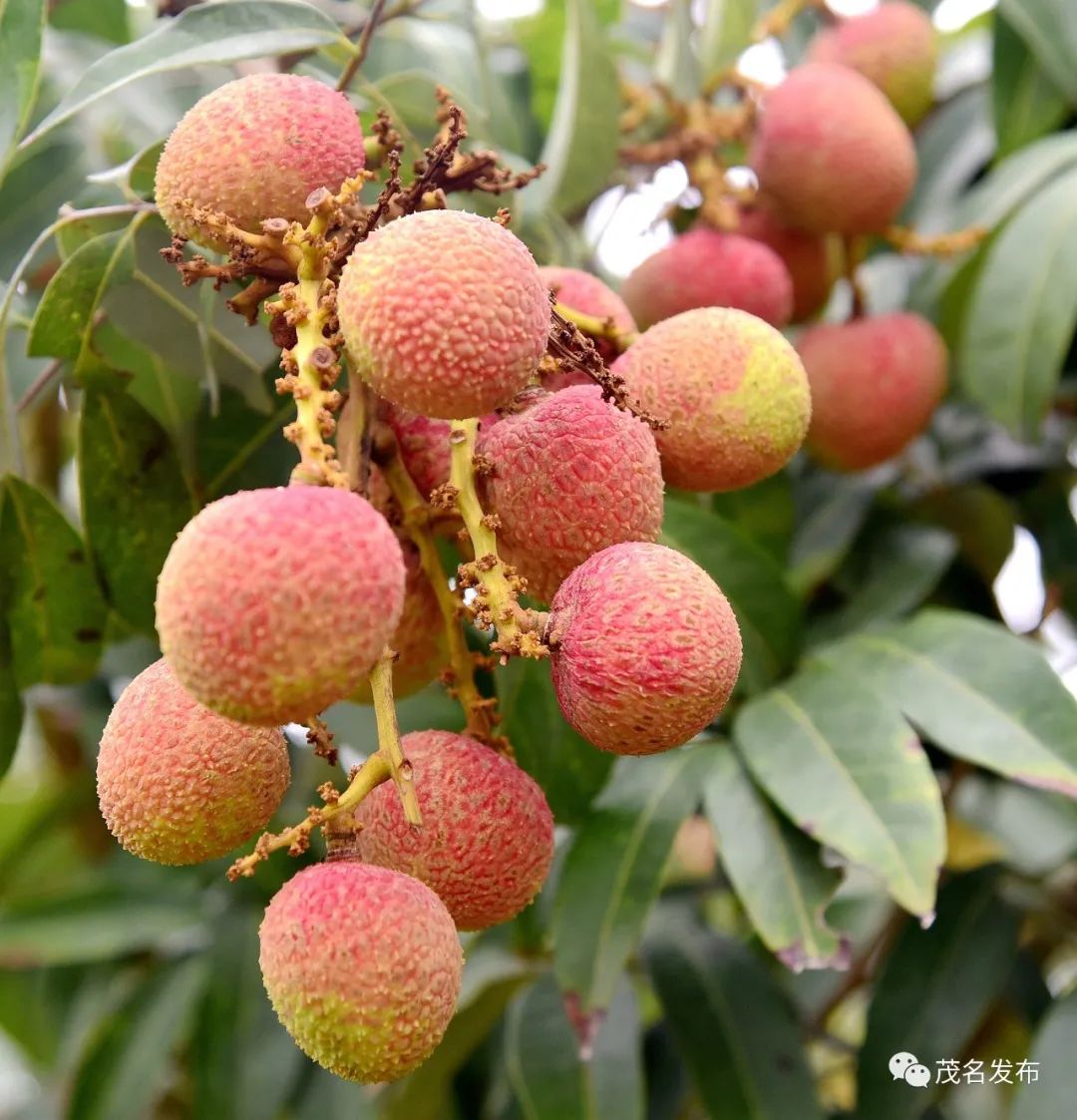 茂名荔枝上市了香蜜早你来尝鲜