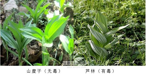 转发扩散省疾控中心提醒这些野菜误食有生命危险