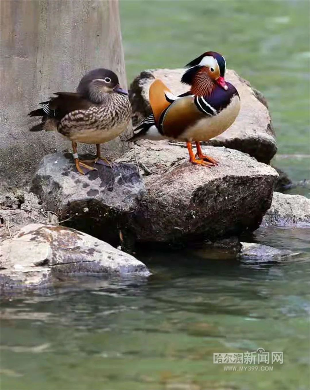 又见1501丨第一只戴上环志的哈籍鸳鸯连续六年回家育子