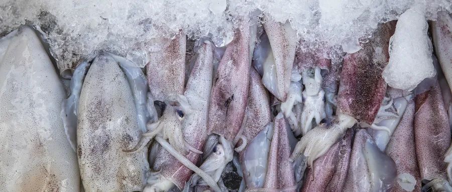 为什么说墨鱼"最益妇人" 乌鲗咸平.