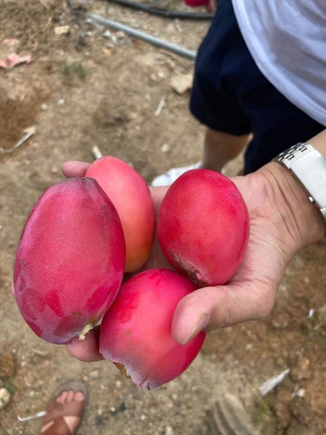 秘鲁苹果反而像少女的蕾丝裙边一样棱也不是紧绷的线形他们没有明显