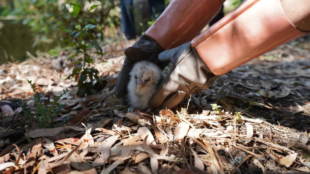 我为cop15做贡献晋宁警方救助一只呆萌灰林鸮雏鸟